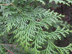 Chamaecyparis obtusa