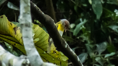 Cyclarhis gujanensis