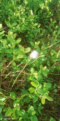 Eriophorum vaginatum