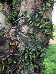 Pyrrosia adnascens