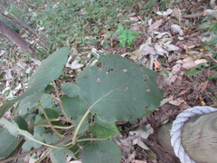 Actinidia