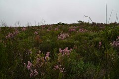 Erica irregularis