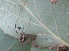 Oligolophus tienmushanensis