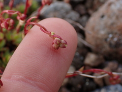 Saxifraga bronchialis
