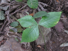 Arisaema ringens