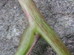 Smilax riparia