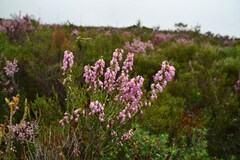 Erica irregularis
