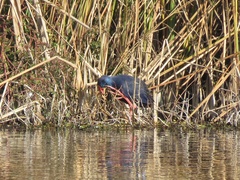 Porphyrio porphyrio