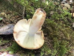 Russula fragrantissima