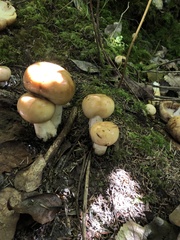 Russula fragrantissima