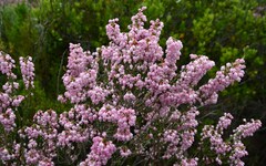 Erica irregularis