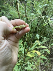 Thecabius populimonilis
