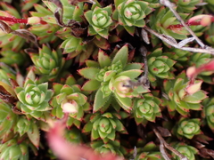 Saxifraga bronchialis