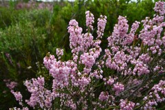 Erica irregularis