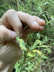 Thecabius populimonilis