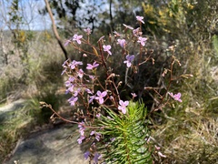 Stylidium laricifolium