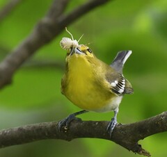 Vireo flavifrons