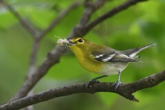 Vireo flavifrons