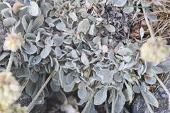 Eriogonum