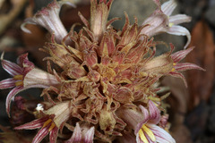 Aphyllon californicum