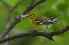 Vireo flavifrons