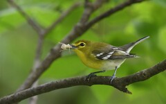Vireo flavifrons