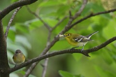 Vireo flavifrons
