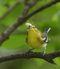 Vireo flavifrons