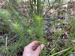 Stylidium laricifolium