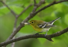 Vireo flavifrons