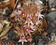 Aphyllon californicum