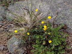 Potentilla glaucophylla