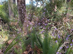 Stylidium laricifolium