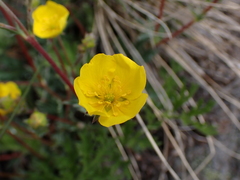 Potentilla glaucophylla