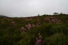 Erica irregularis