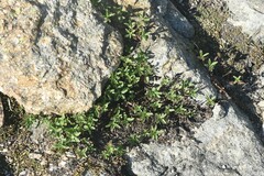 Penstemon ellipticus