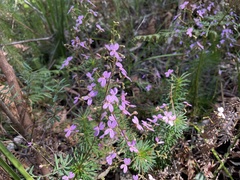 Stylidium laricifolium