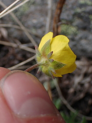 Potentilla glaucophylla