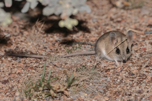 Gibber Kultarr (Antechinomys spenceri) — Data Deficient Mammalia