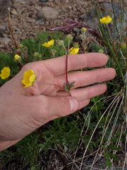 Potentilla glaucophylla