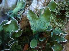 Peltigera aphthosa