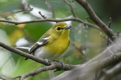 Vireo flavifrons