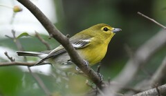 Vireo flavifrons