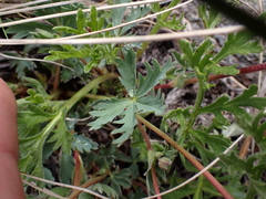 Potentilla glaucophylla