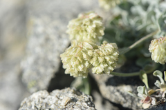 Eriogonum