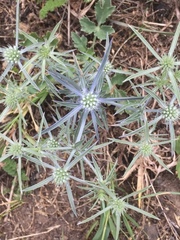 Eryngium campestre