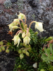 Phyllodoce glanduliflora