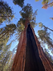 Sequoiadendron giganteum