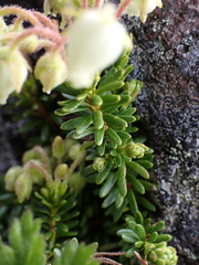 Phyllodoce glanduliflora