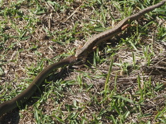 Elgaria coerulea coerulea